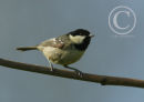 The Coal Tit.